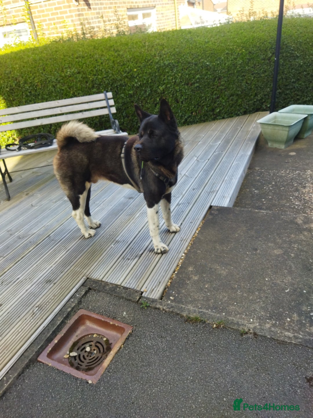Akita dogs for stud: American Akita for Stud - Image 5