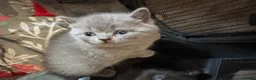 British Shorthair cats for sale: British Shorthair kittens  - Advert 6