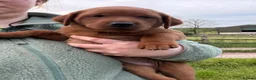Labrador Retriever dogs for sale: KC Health Tested Fox Red Labrador Puppies - Advert 1
