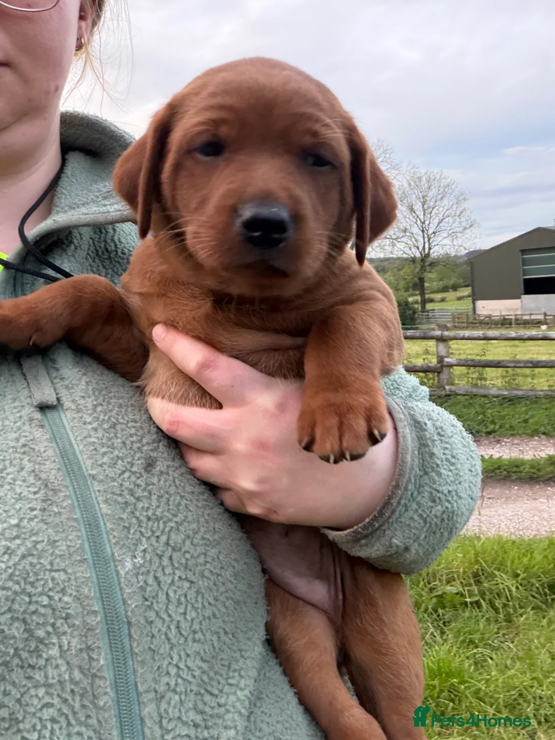 Labrador Retriever dogs for sale: KC Health Tested Fox Red Labrador Puppies - Advert 1
