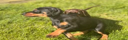 Dobermann dogs for sale: Doberman kennel club registered  - Advert 16