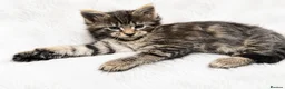 Maine Coon cats for sale: 🤩MAINE COON pedigree/genetic testing 🤩 - Advert 7