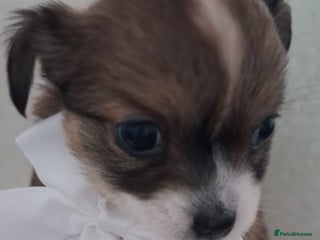 Chihuahua dogs Brown Tri coloured long haired chihuahua boy - Advert 5