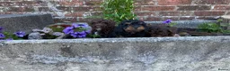 Cockapoo dogs for sale: 8 weeks old f1 cockapoo puppies ready now  - Advert 4