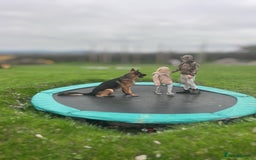 German Shepherd dogs for stud: Incredible KC REG, True family GSD - Image 7