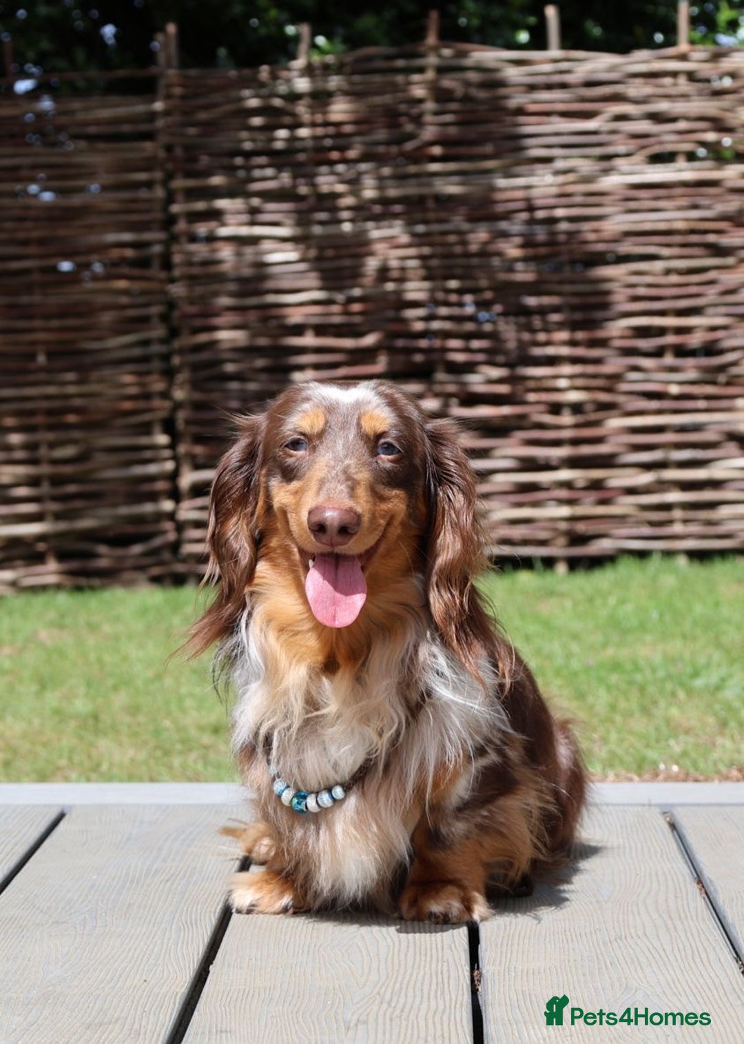 Miniature Dachshund dogs for sale: Chocolate Dapple with Blue Eyes  - Image 4