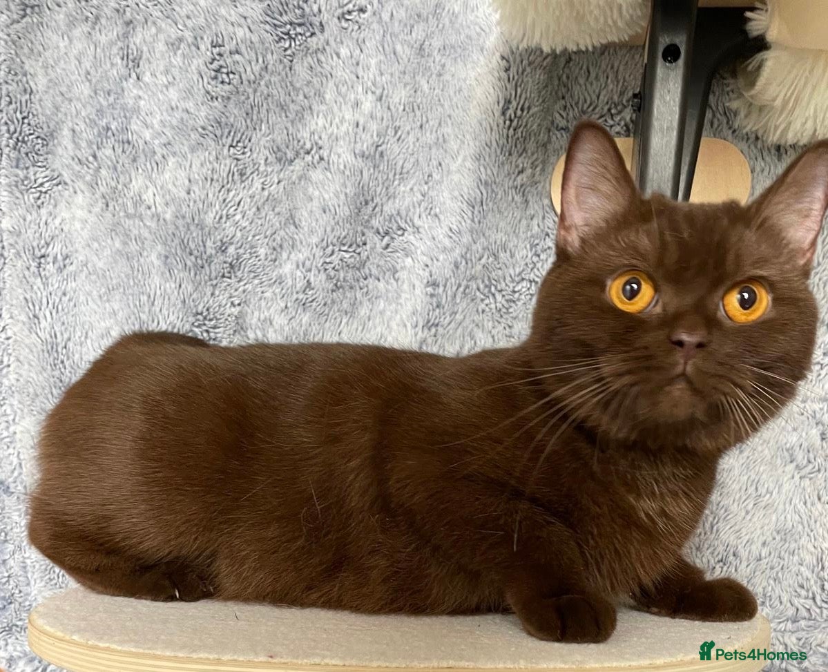 British Shorthair cats for sale: Gorgeous GCCF Chocolate British Shorthair kittens - Advert 21