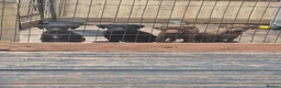 Patterdale Terrier dogs for sale: Patterdale pups for sale  - Advert 7
