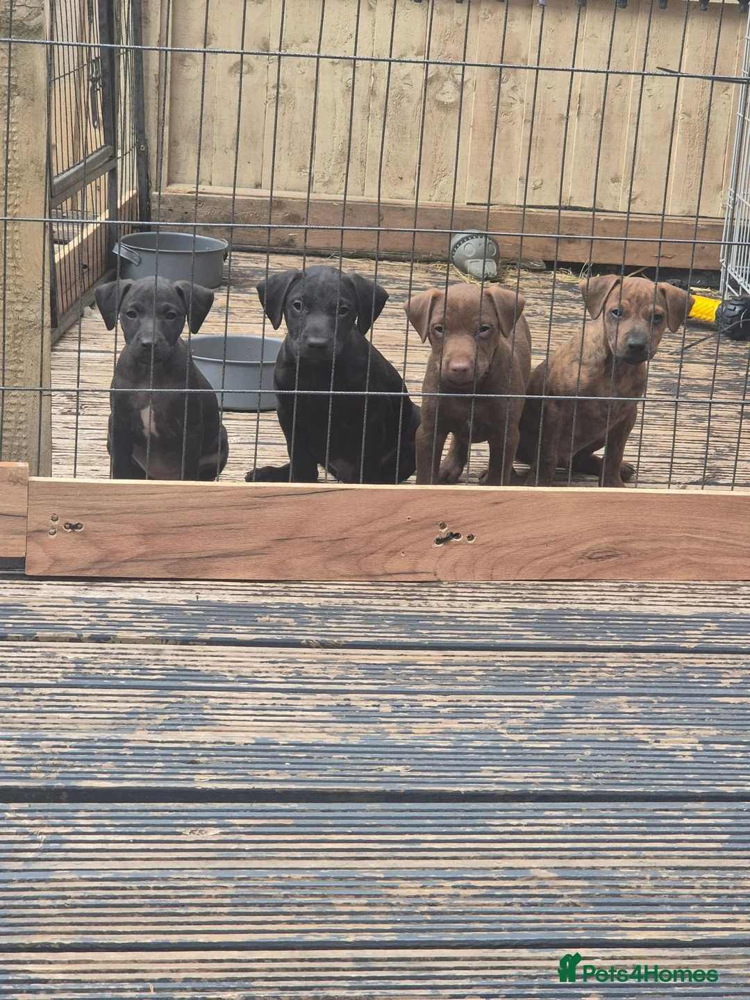 Patterdale Terrier dogs for sale: Patterdale pups for sale  - Advert 7