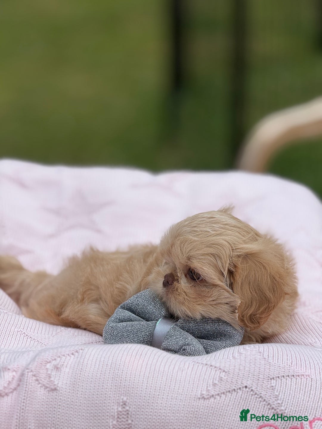 Shih Tzu dogs for sale: Stunning tiny imperial karashishi puppies - Image 4