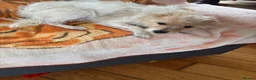 Mixed Breed dogs for sale: 5 cross breed puppies  - Advert 7