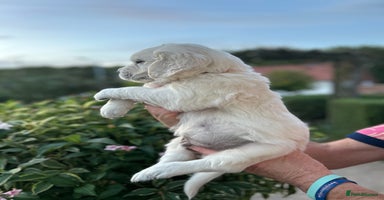 Golden Retriever dogs - Advert 1