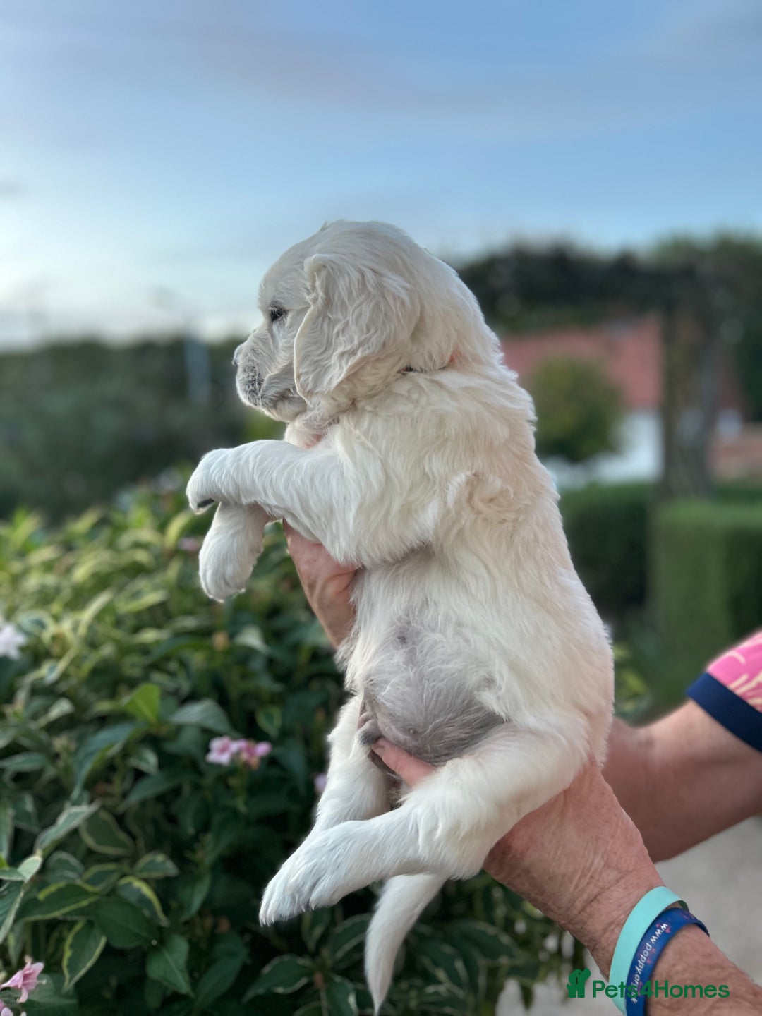 Golden Retriever dogs for sale: 1 Male Puppy Available  - Image 7