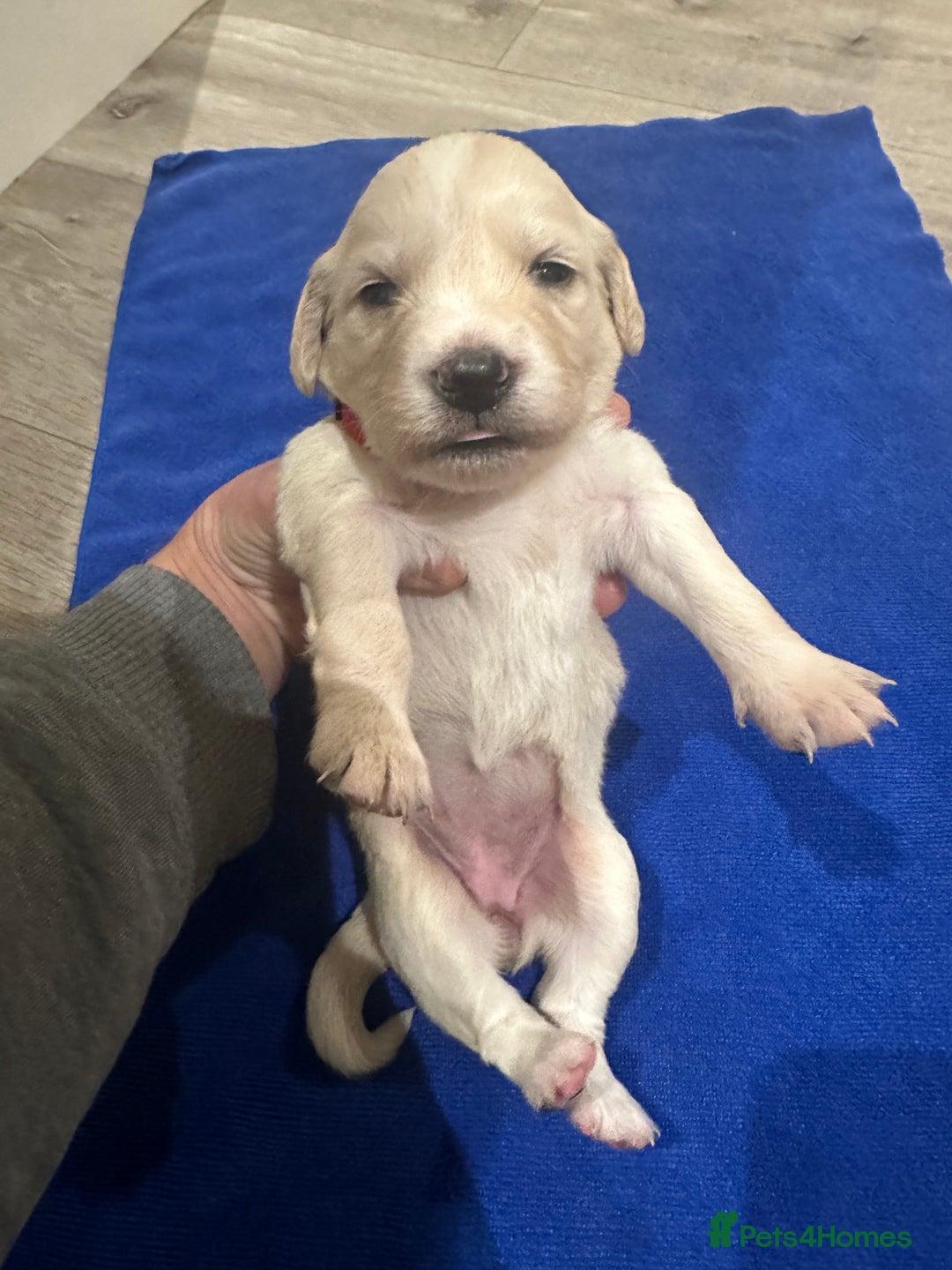 Mixed Breed dogs for sale: Golden Cocker Retriever Puppies  - Advert 18