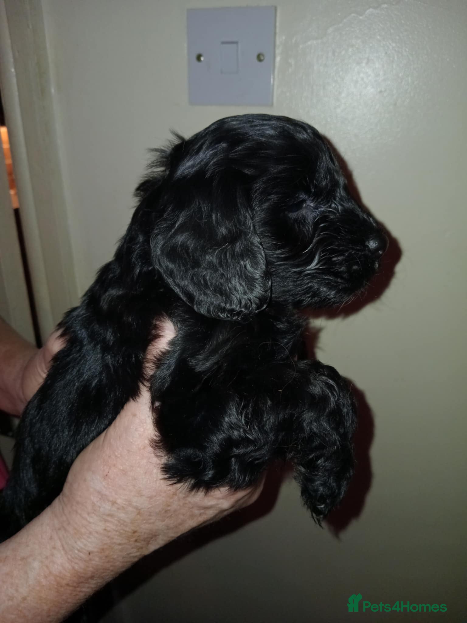 Cockapoo dogs Cockapoo puppies  - Advert 1