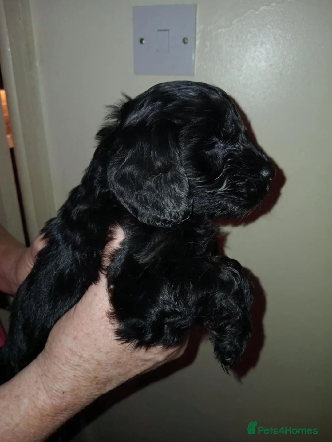 Cockapoo dogs for sale: Cockapoo puppies  - Advert 1