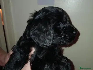 Cockapoo dogs Cockapoo puppies - Advert 1