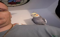 Cockatiels birds for sale: Cockatiel for sale - Advert 1