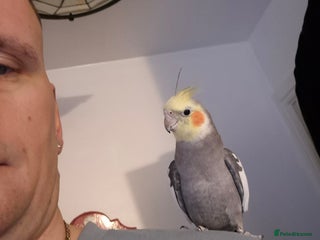 Cockatiels birds Cockatiel for sale - Advert 3