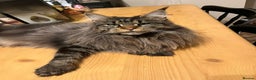 Maine Coon cats for sale: Polydactyl active female  - Advert 2