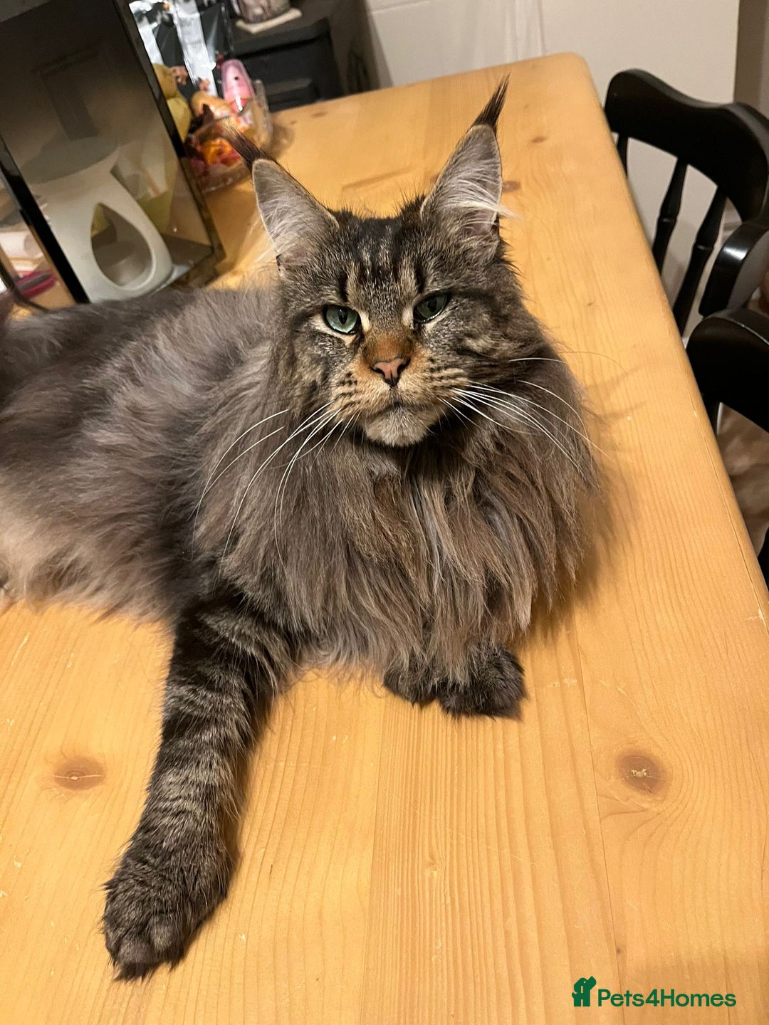 Maine Coon cats for sale: Polydactyl active female  - Advert 2
