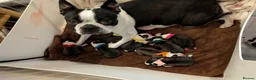 Boston Terrier dogs for sale: Beautiful Boston terrier puppies for sale  - Advert 1