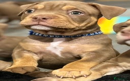 American Bully dogs for sale: Pocket bullies  ready to leave!! (Reduced) - Image 25