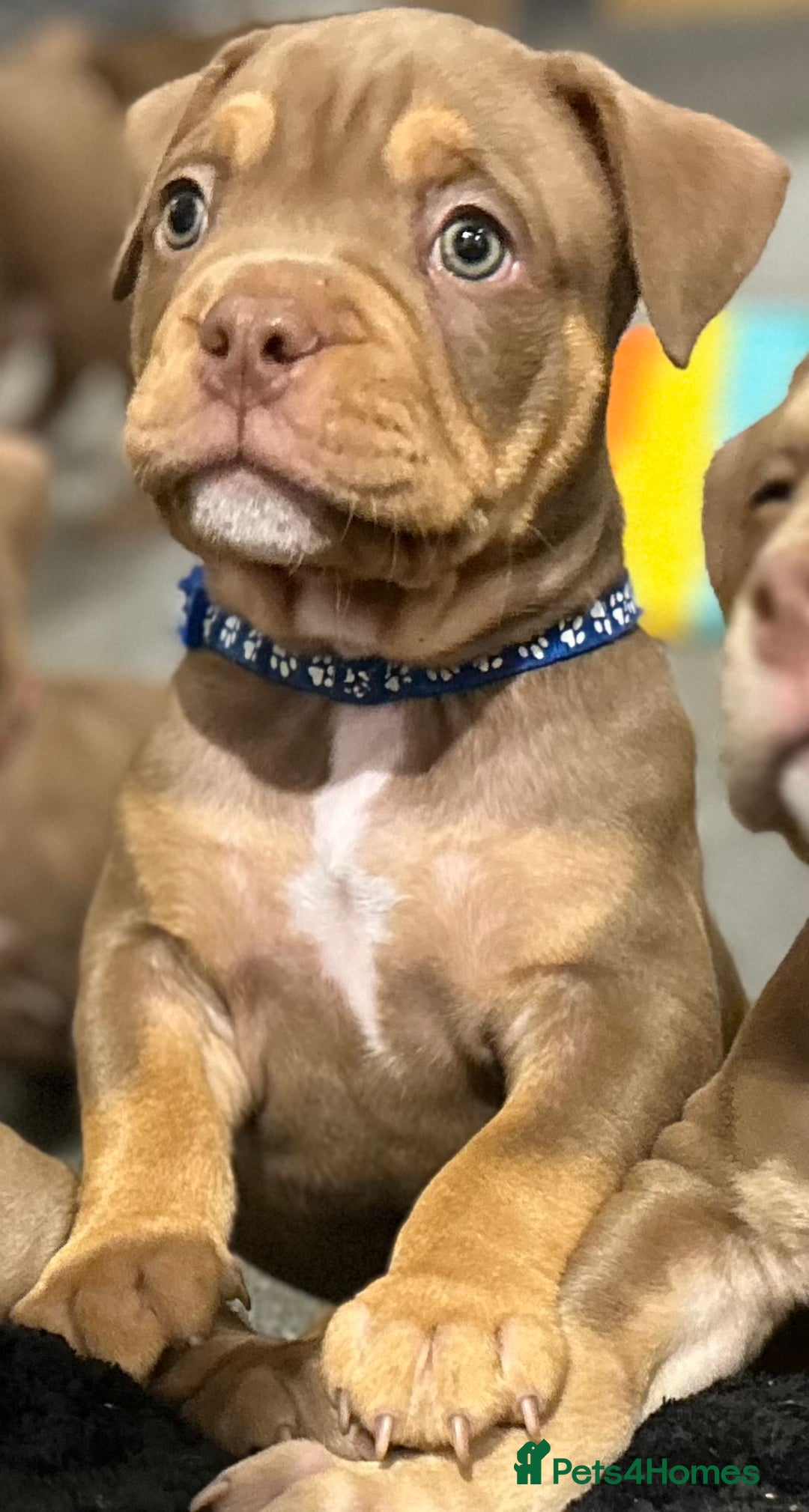 American Bully dogs for sale: Pocket bullies  ready to leave!! (Reduced) - Image 25