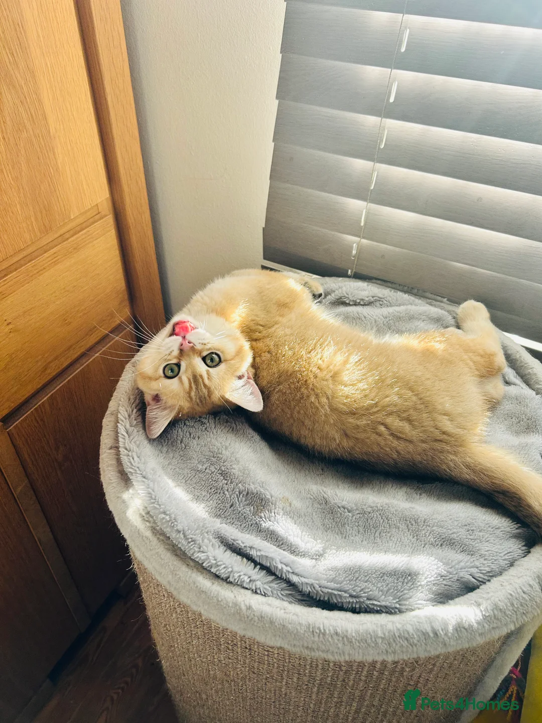 Scottish Fold cats for sale: Beautiful Golden Chinchilla kittens  - Advert 24