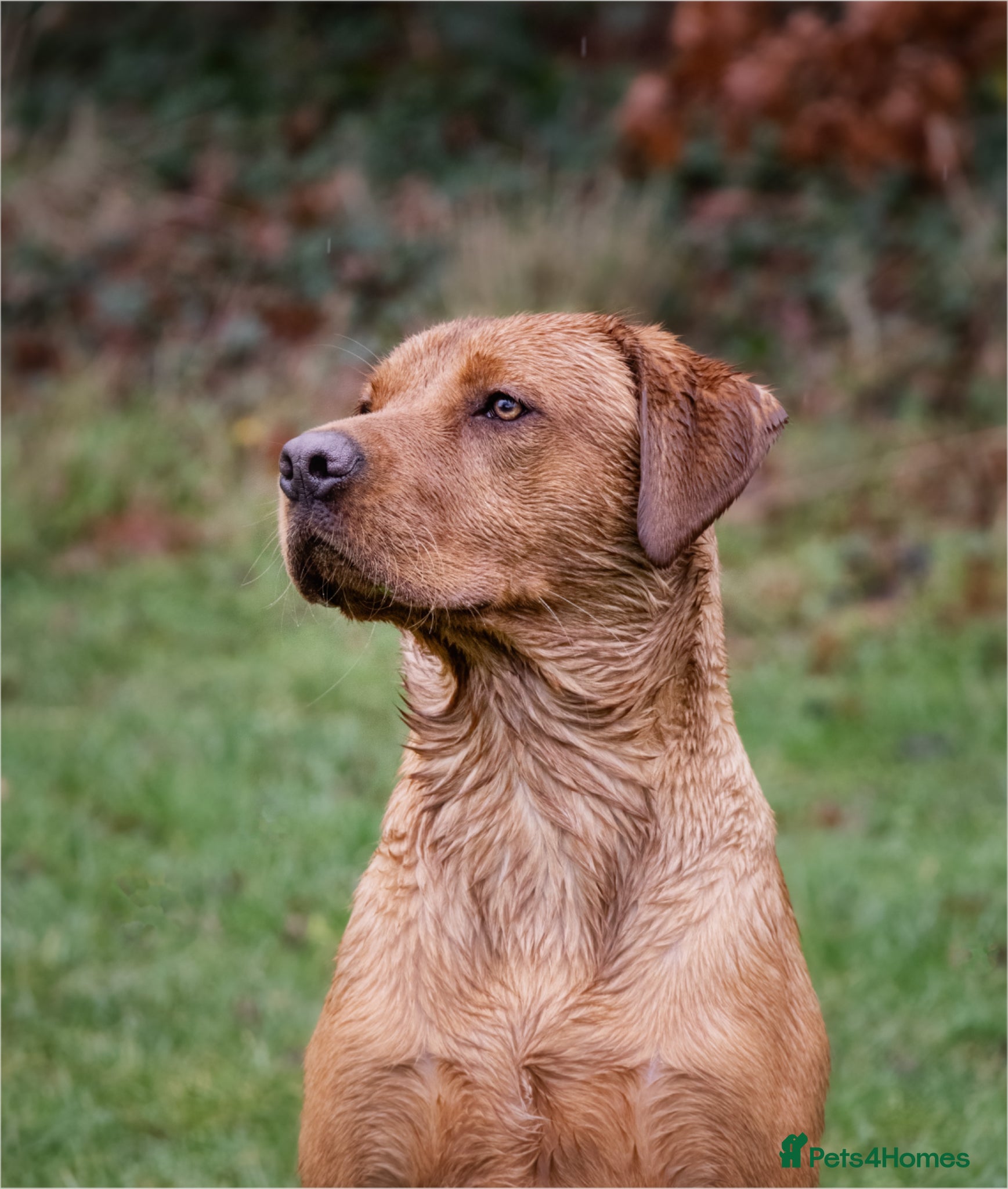 Labrador Retriever dogs Red fox Labrador for stud (Ralph) - Advert 3