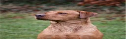 Labrador Retriever dogs for stud: Red fox Labrador for stud (Ralph) - Advert 1