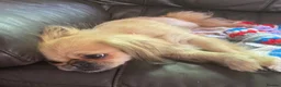 Pekingese dogs for sale: Beautiful Pekinese girl 5 years old  - Advert 4