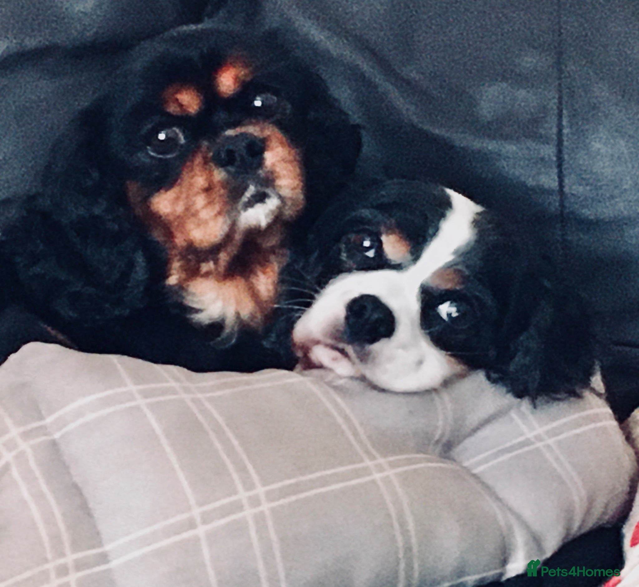 Cavalier King Charles Spaniel dogs Older Cavalier Wanted  - Advert 5