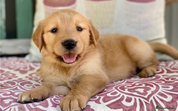 Golden Retriever dogs for sale: Beautiful Golden Retriever Puppies – Family Raised - Image 27
