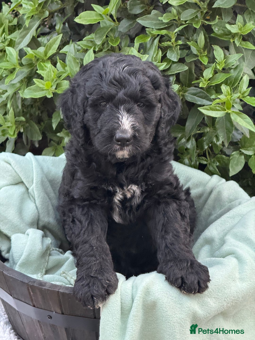 Bernedoodle dogs for sale: 1 boy left gorgeous f1 medium bernedoodle puppies  in Market Drayton - Image 24