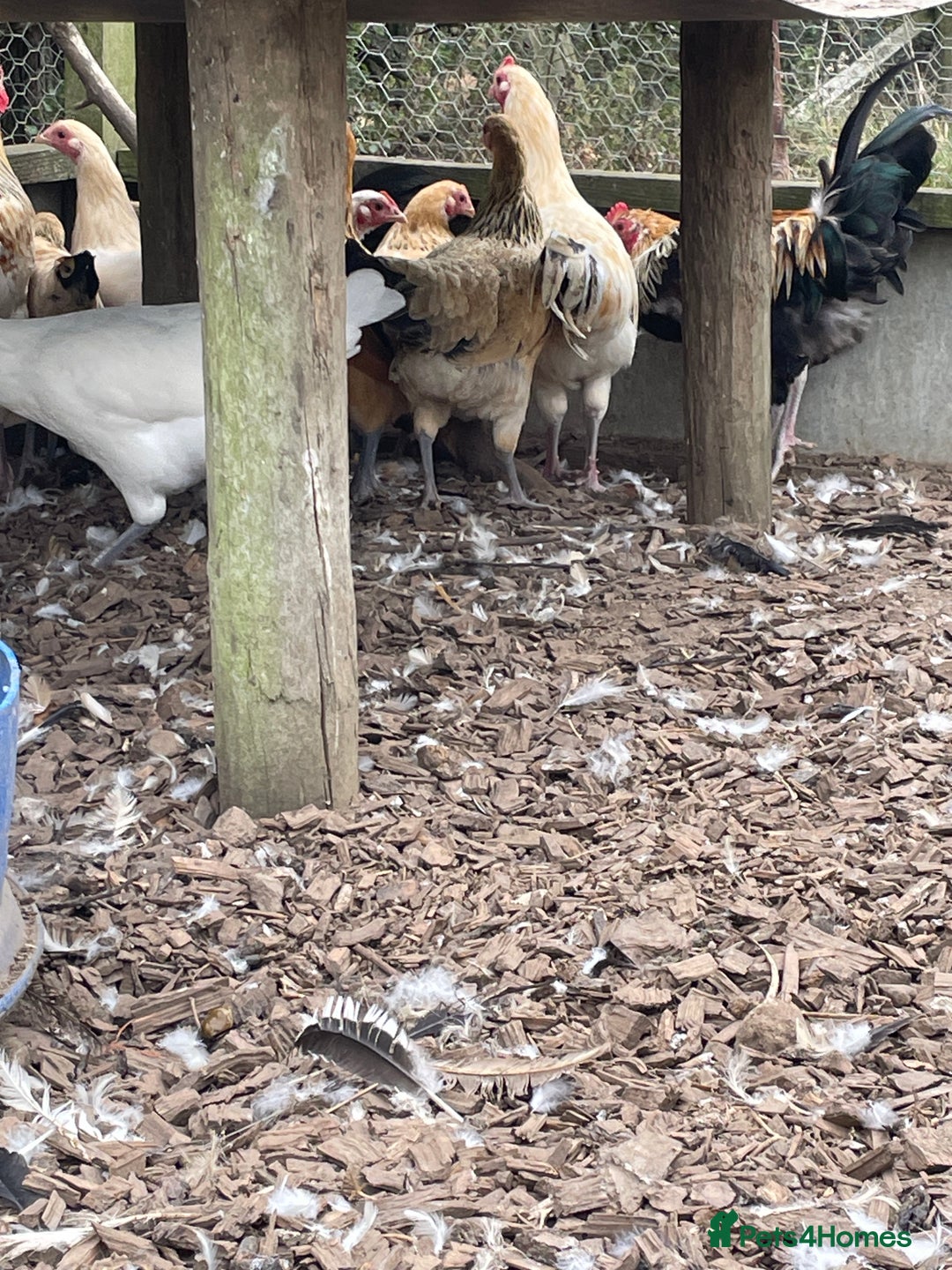 Chickens poultry for sale: Mixed breed point of lay hens/cockerels - Image 3