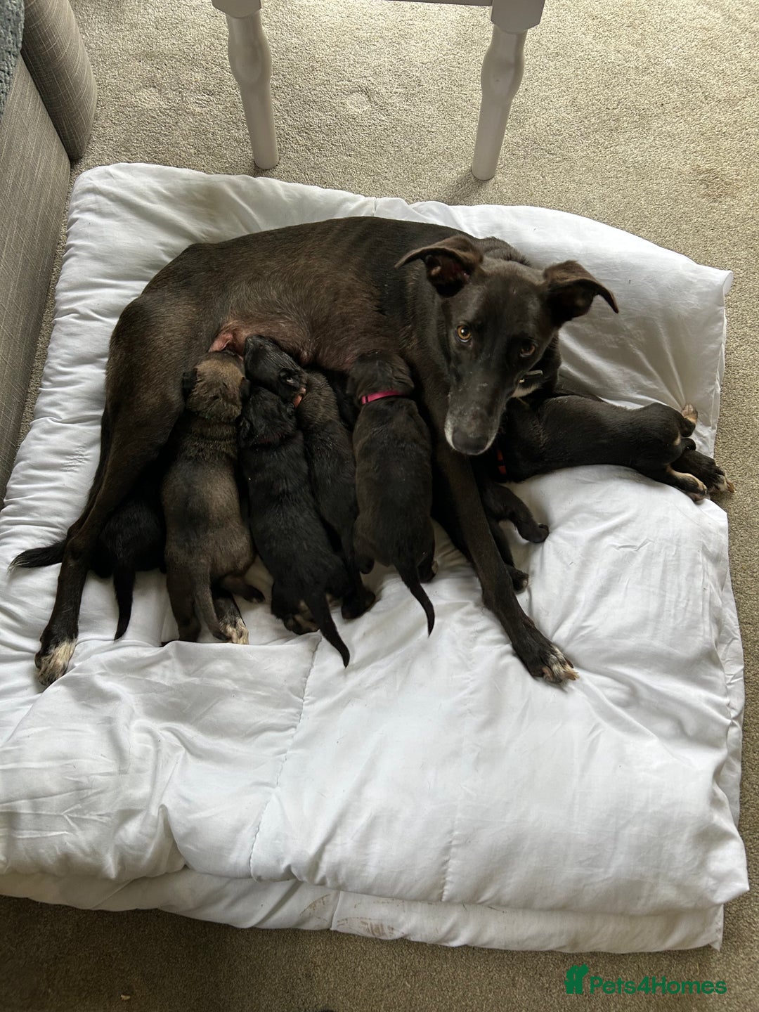 Mixed Breed dogs for sale: Lurcher puppies  - Advert 6