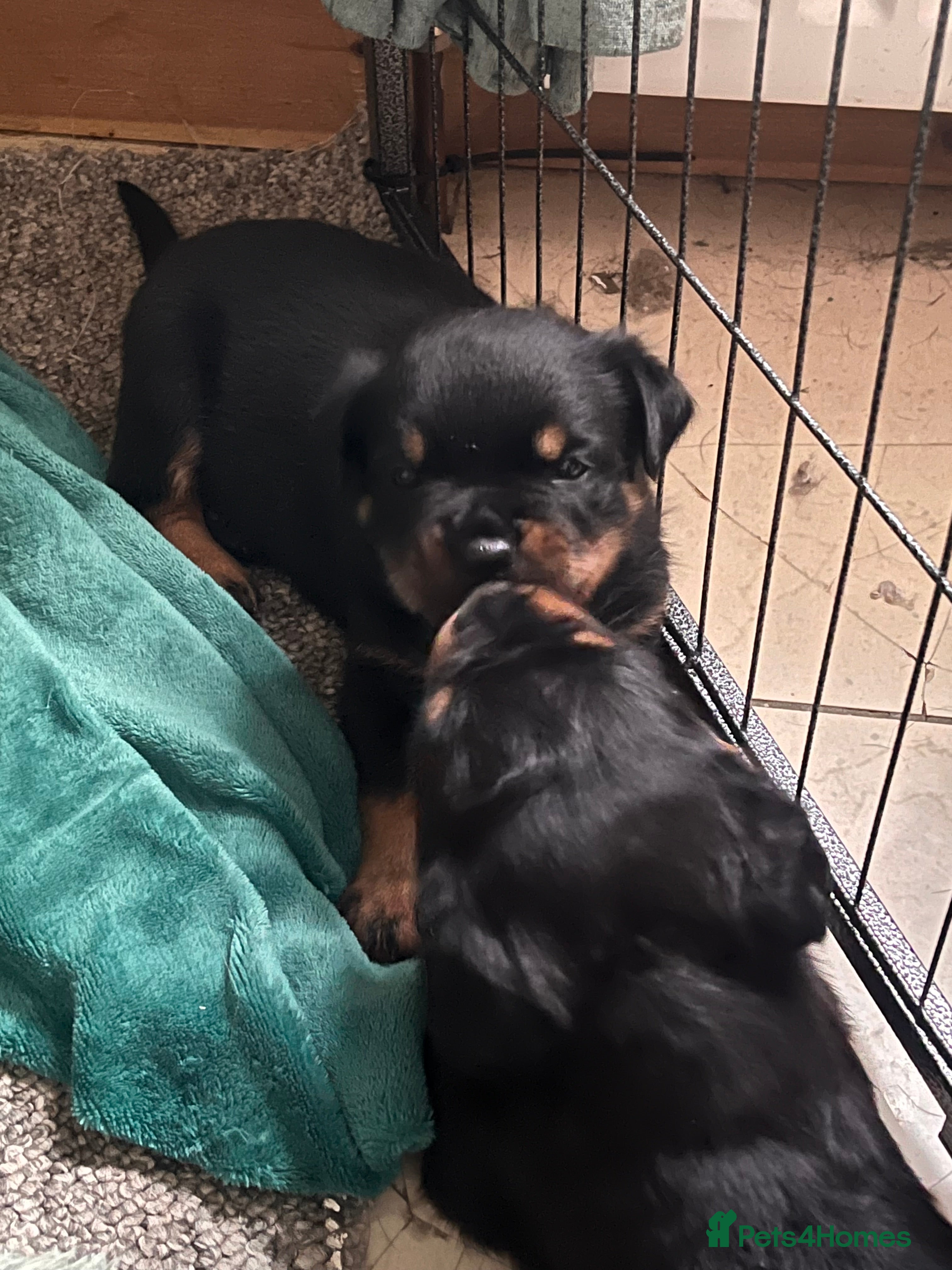Rottweiler dogs KC registered Rottweiler puppies for sale  - Advert 1