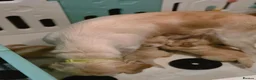 Golden Retriever dogs for sale: Golden retriever  - Advert 11