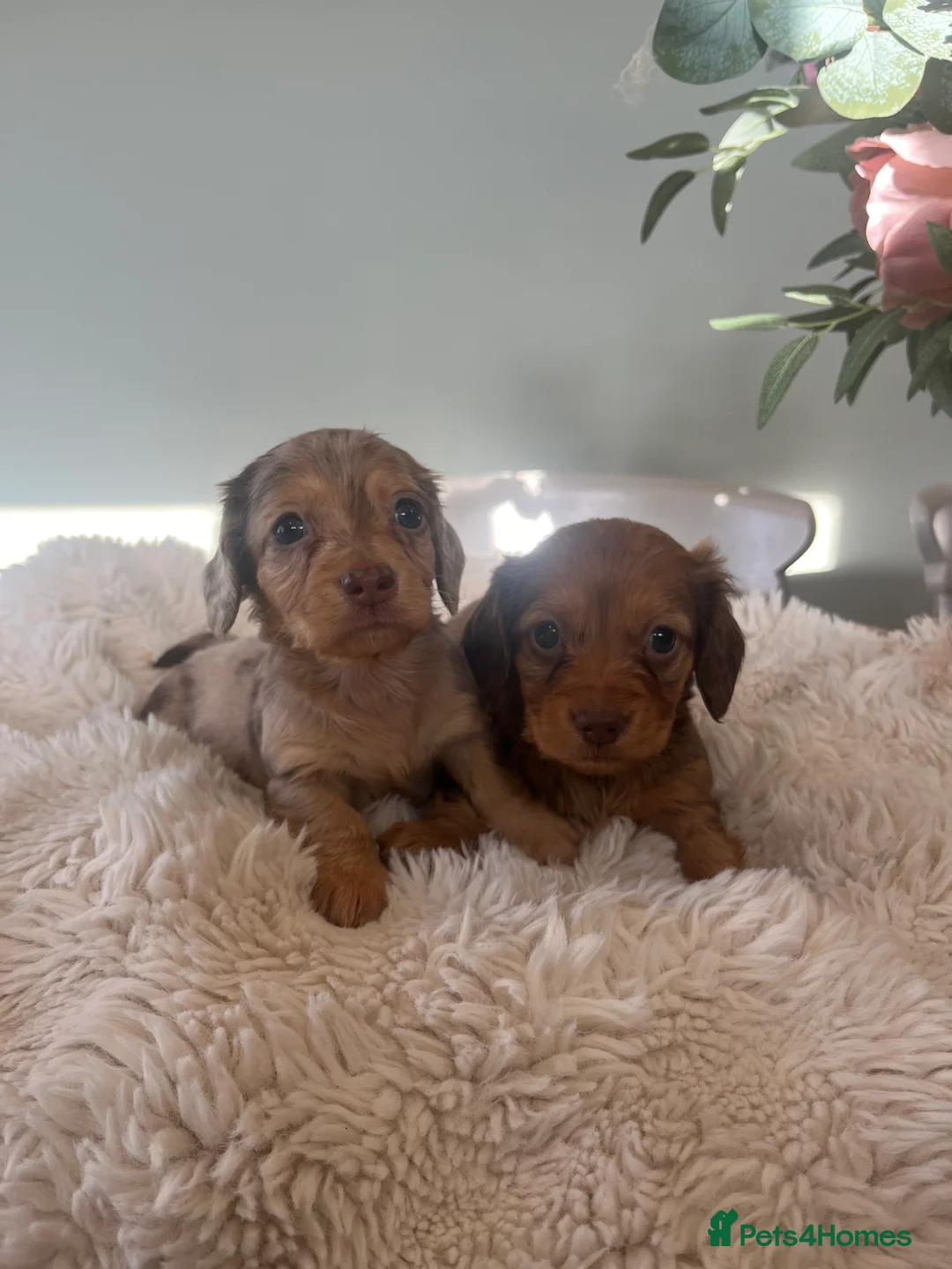 Miniature Dachshund dogs for sale: Mini long haired dachshund pups - Advert 13