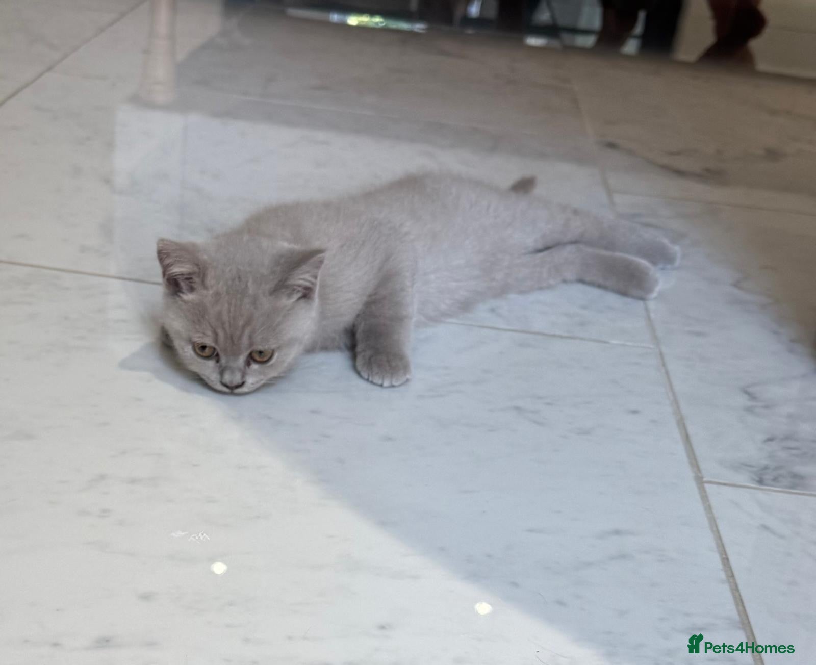 British Shorthair cats British shorthair beautiful lilac kitten  - Advert 2