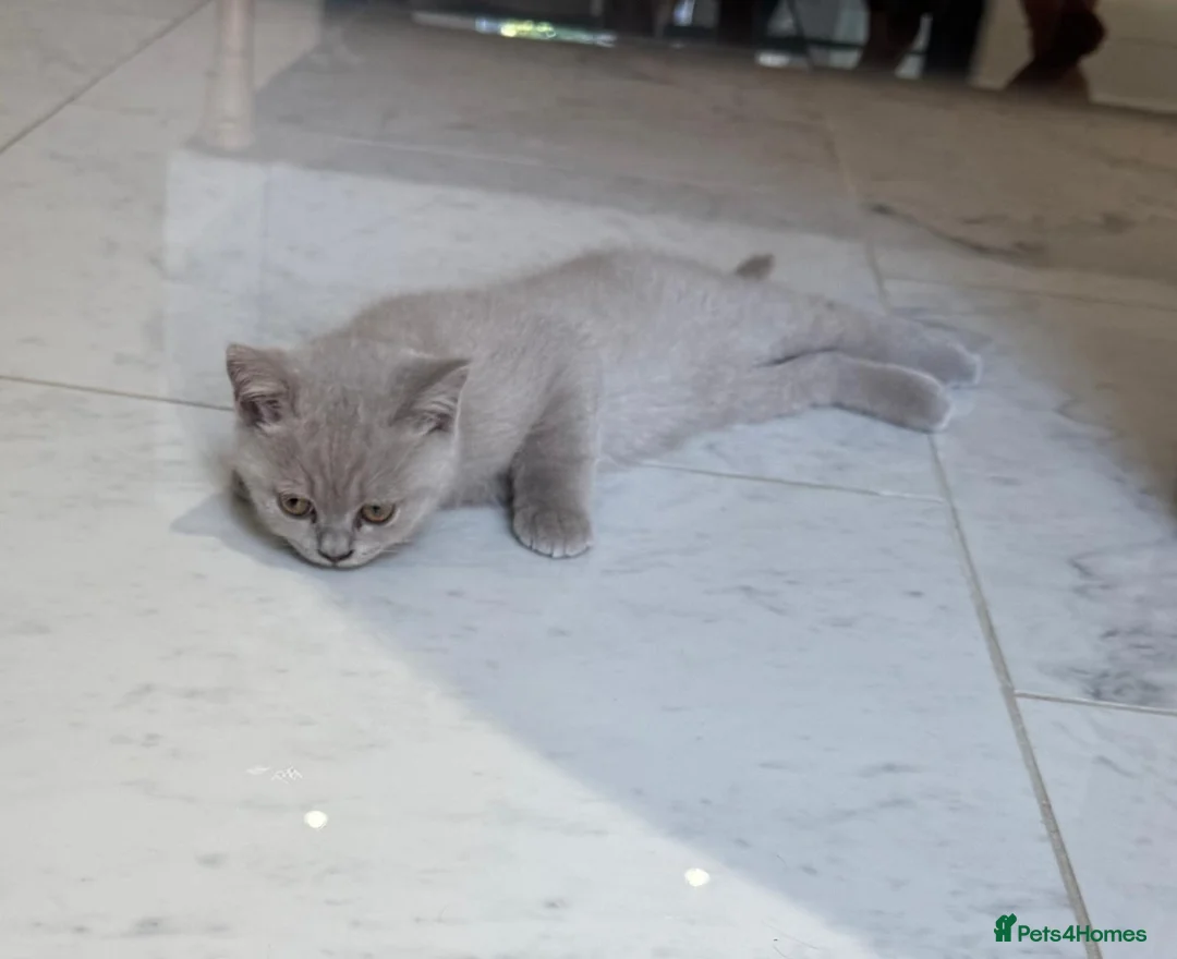 British Shorthair cats for sale: British shorthair beautiful lilac kitten  - Advert 2