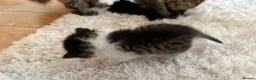 British Longhair cats for sale: British Longhair mum + 5 kittens (available soon) in Stanmore - Advert 15