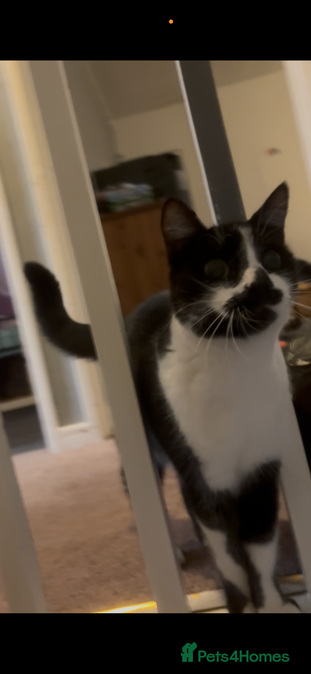 Mixed Breed cats for sale: 2 female cats - Advert 6