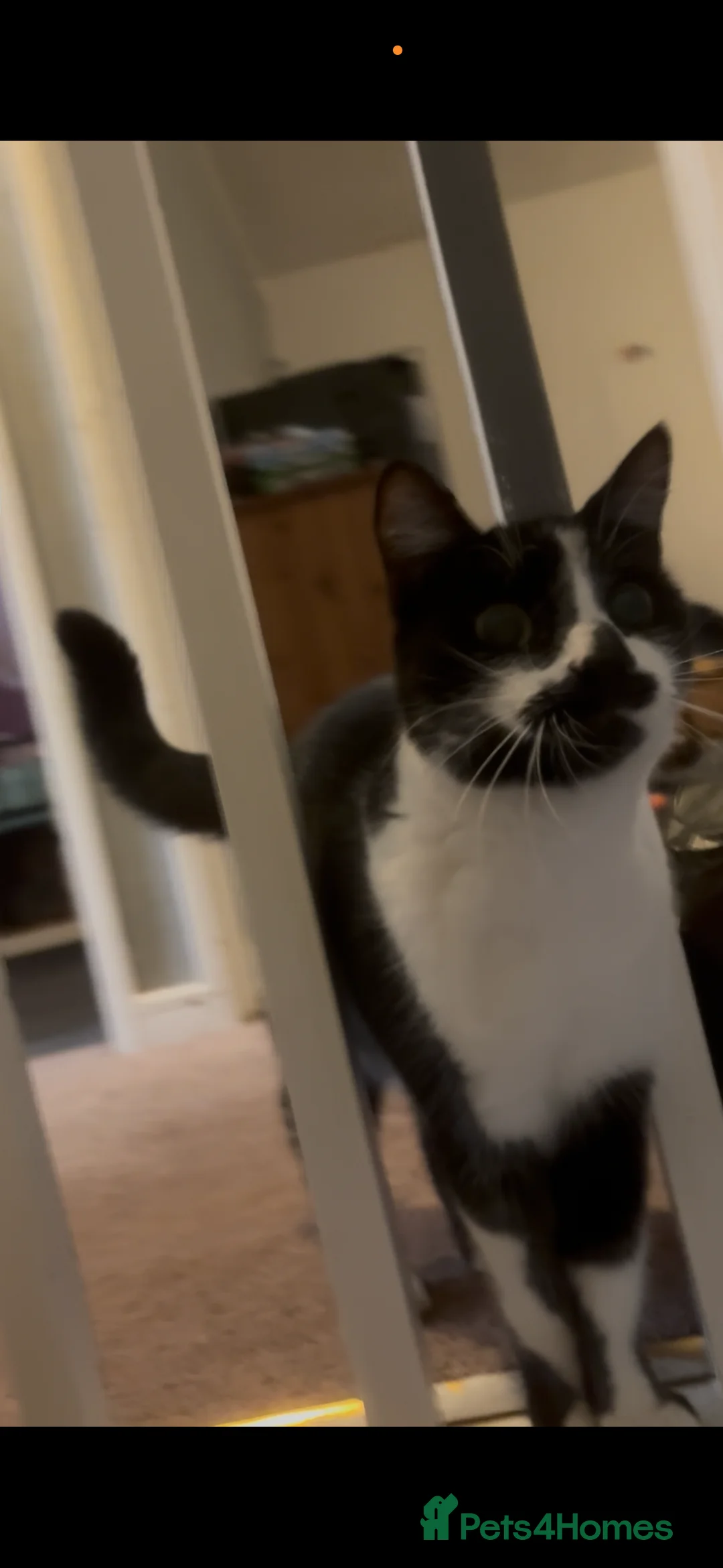 Mixed Breed cats for sale: 2 female cats - Advert 6