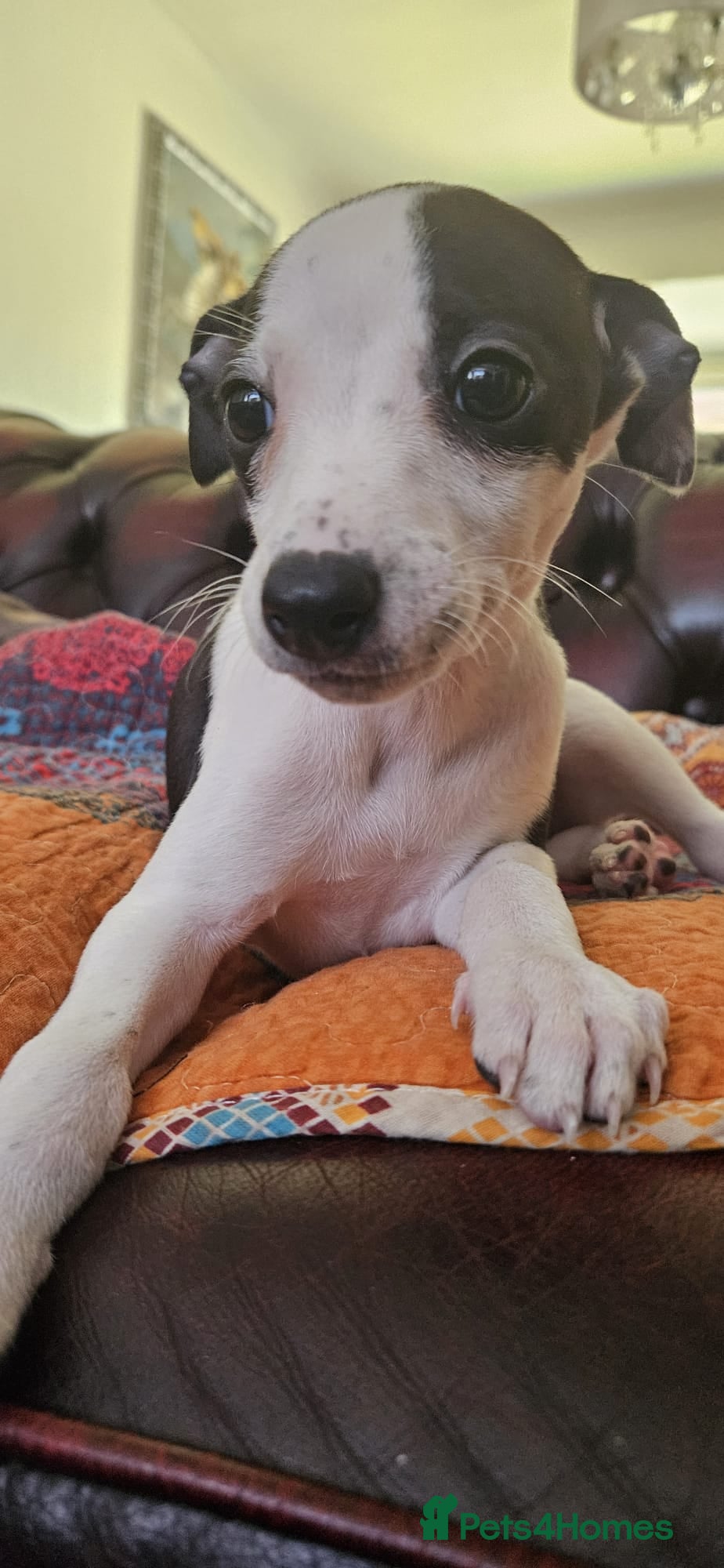 Whippet dogs Whippet pups - Advert 1