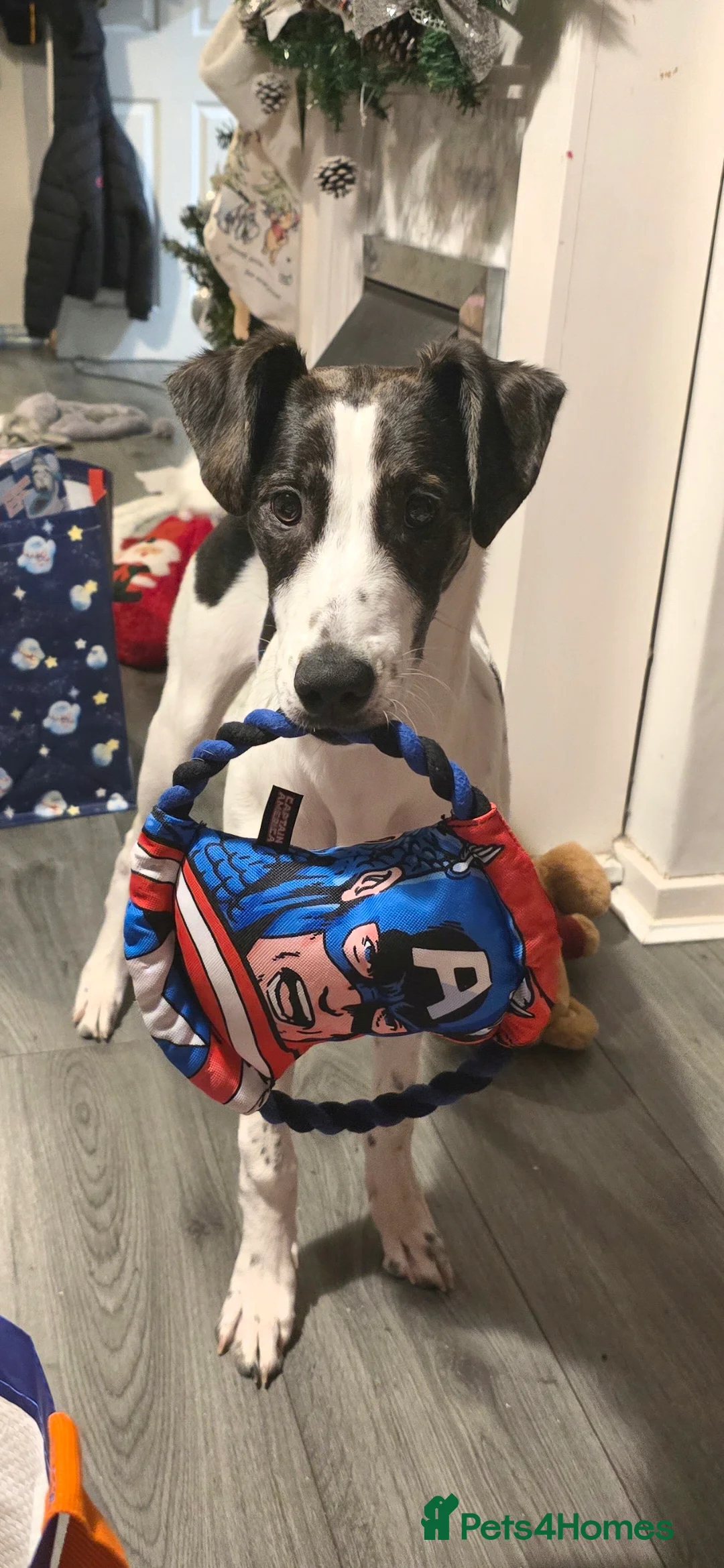 Mixed Breed dogs for sale: 8 month old lurcher cross - Advert 1