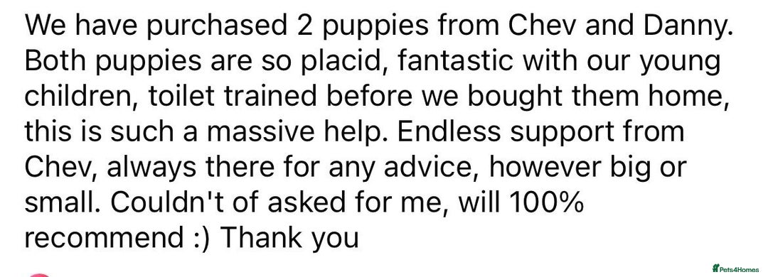 Cockapoo dogs for sale: Colourful Cockapoos 🌈 Raised Right ✨ - Image 19