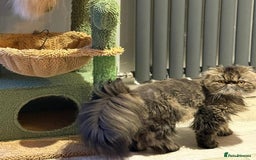 Persian cats for sale: Full Pedigree GCCF black Smoke Persian 18 months - Image 3