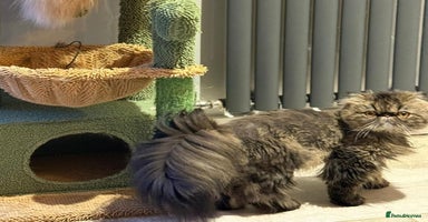 Persian cats - Advert 4